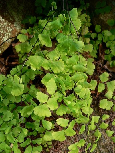 {Adiantum capillus-veneris}